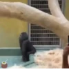 Monkeys Dancing .mov 28