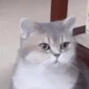 Gatinhos misturados 30