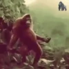Monkeys Dancing .mov 29