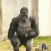 Monkeys Dancing .mov 30