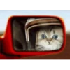 Perros y gatos lindos  (Mov) 5