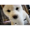 Perros y gatos lindos  (Mov) 8