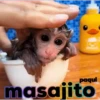 Monitos     MOVIL. 11
