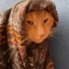 арабская кошка 5