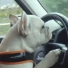 Perros y gatos lindos  (Mov) 10