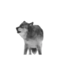 Animales de la selva 5