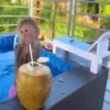 Changuitos Mov 9