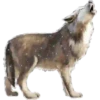 Animales de la selva 6