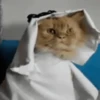 арабская кошка 6