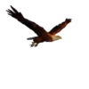 Animales de la selva 8