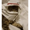 арабская кошка 7