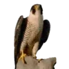 Animales de la selva 9