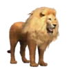 Animales de la selva 11