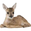 Animales de la selva 13