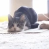 арабская кошка 11