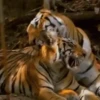 Tigre Toño  1 Movi 11
