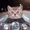 Perros y gatos lindos  (Mov) 15