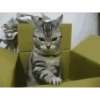Perros y gatos lindos  (Mov) 16