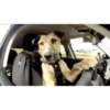 Perros y gatos lindos  (Mov) 17