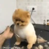 Mascotitas Frikis 22