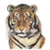 Animales de la selva 17