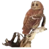 Animales de la selva 18
