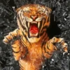 Tigre Toño  1 Movi 16