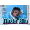 Monitos     MOVIL. 20