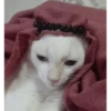 арабская кошка 15