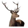 Animales de la selva 20