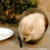 Mascotitas Frikis 24