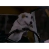 Perros y gatos lindos  (Mov) 20