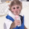 Changuitos Mov 19
