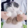 арабская кошка 18