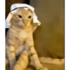 арабская кошка 19