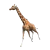 Animales de la selva 21