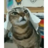 арабская кошка 20