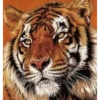 Tigre Toño  1 Movi 22