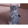 Perros y gatos lindos  (Mov) 23