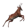 Animales de la selva 24
