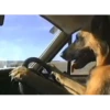 Perros y gatos lindos  (Mov) 24