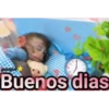 Monitos     MOVIL. 27