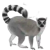 Animales de la selva 27