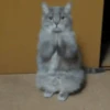 Perros y gatos lindos  (Mov) 26