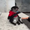 Changuitos Mov 29