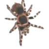 Animales de la selva 29