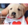 Perros y gatos lindos  (Mov) 27