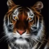 Tigre Toño  1 Movi 27