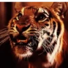 Tigre Toño  1 Movi 28
