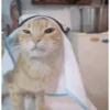 арабская кошка 29